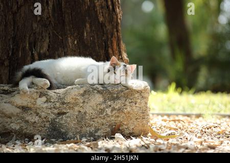 Bianco carino gatto dormire accanto all'albero nel parco in giorno di sole Foto Stock