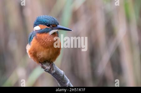 Il Martin pescatore comune (Alcedo atthis) si affaccia su un ramo che domina un fiume, Norfolk, Inghilterra Foto Stock
