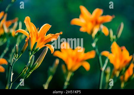 Fiori d'arancio di bullming Daylily Hemerocallis fulva sul giardino verde backgound. Foto Stock