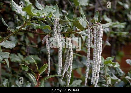 Trailing Garrya ellittica James Roof fiori in inverno Foto Stock