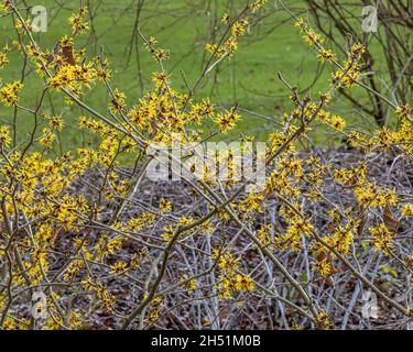 Un grande gruppo di fiori d'oro gialli di Hamamelis mollis Jermyns in inverno Foto Stock