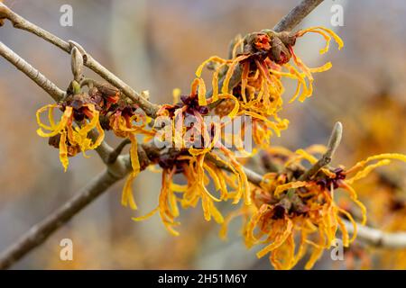 Insoliti fiori di arancio pallido di Hamamelis x intermedia Vesna Foto Stock