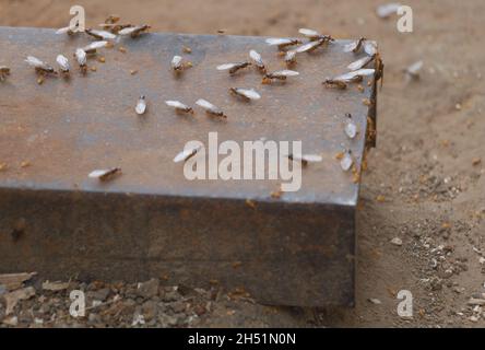 Fuoco selettivo di insetti Flying Ants sulla superficie di metallo che lavorano in squadra. Foto Stock