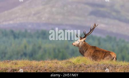 Il cervo rosso (Cervus elaphus) si pone di fronte al paesaggio di Cairngorms, Scozia Foto Stock