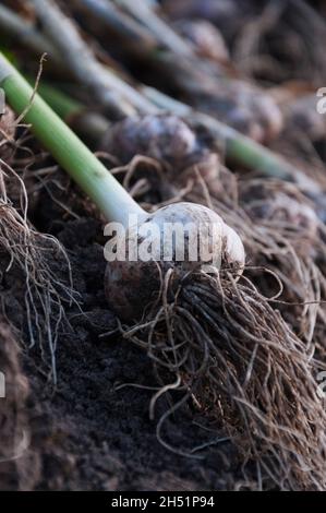 Raccolto casa-coltivato aglio che asciuga all'aperto Foto Stock