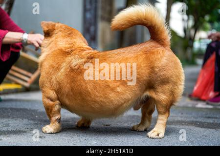 Un cane crocevia carino giallo corgi Foto Stock