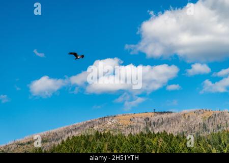 Osprey che volano sopra la montagna di Baldy del sud, la foresta nazionale di Colville. Foto Stock