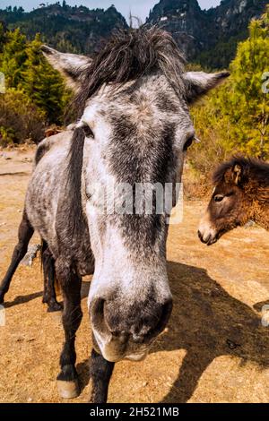 Primo piano della testa di cavaliere con il nemico sulla strada per Taktshang Goemba (Monastero del Nido della Tigre), il più famoso Monastero in Bhutan, in una montagna cl Foto Stock