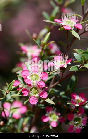Primo piano di fiori rossi rosa del nativo australiano Leptospermum tea tree Riot cultivar, famiglia Myrtaceae Foto Stock