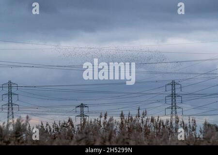 Starlings massa a RSPB Newport Wetlands. Ogni grande numero invernale esegue un balletto aereo sopra i letti di bordata Foto Stock