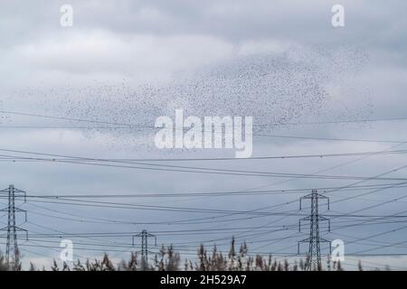 Starlings massa a RSPB Newport Wetlands. Ogni grande numero invernale esegue un balletto aereo sopra i letti di bordata Foto Stock