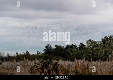 Starlings massa a RSPB Newport Wetlands. Ogni grande numero invernale esegue un balletto aereo sopra i letti di bordata Foto Stock