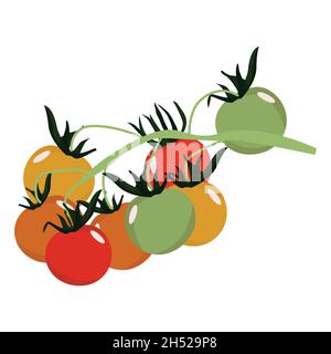 Un ramo di pomodori. Illustrazione di pomodori su una vite. Verdure disegnate a mano realistiche isolate su sfondo bianco. Illustrazione Vettoriale