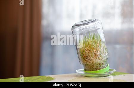 Grano germogliato giovane in un vaso di vetro su un buio a casa con le orecchie di grano. Grani biologici buoni per insalate, cibo sano. Primo piano Foto Stock