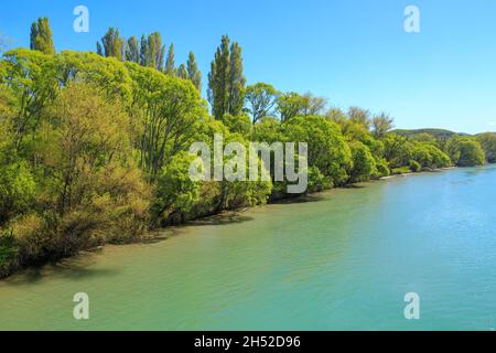 Alberi di Willow con verde brillante fogliame di primavera che crescono sulla riva del fiume Uawa vicino a Tolaga Bay, Nuova Zelanda Foto Stock