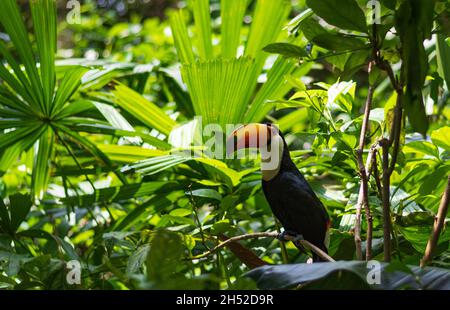 Toucan con fatturazione a canale appollaiato su un ramo in una lussureggiante foresta pluviale Foto Stock