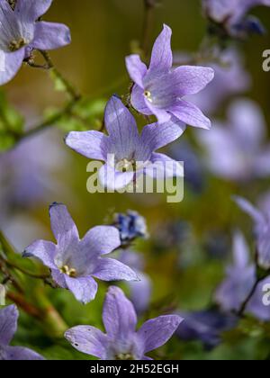 Primo piano di fiori di Campanula lactiflora ‘Prichard’s Variety’ a fine estate in un giardino Foto Stock