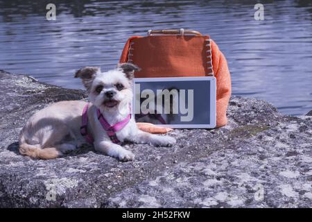 Furry chihuahua seduto su un bordo d'acqua da una tavoletta e una borsa femminile Foto Stock