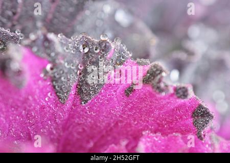 Ornamentale Kale Brassica oleracea var. Acephala Foto Stock