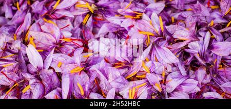 Sfondo di fiori di zafferano. Stagione di raccolta del raccolto. Crocus sativus petali viola e giallo arancio stamens closeup vista, banner. Foto Stock