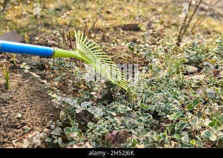 Pulizia primaverile del giardino con un rastrello da foglie cadute, erba secca Foto Stock