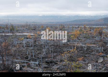 Foresta morta vicino ad una grande impresa industriale a Monchegorsk. Foto Stock