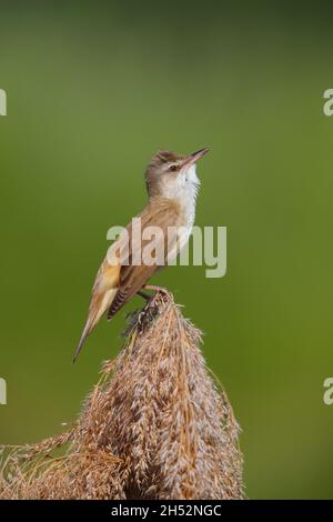 Un adulto maschio Great Reed Warbler (Acrocephalus arundinaceus) cantando in cima a una canna in primavera vicino al lago Kerkini nel nord della Grecia Foto Stock