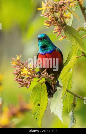 Sunbird con doppio colletto settentrionale - Cinnyris reichenowi, bellissimo uccello perching colorato da cespugli e giardini africani, Bwindi, Uganda. Foto Stock