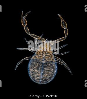 Pseudoscorpione del muschio, Arachnida chelonethi, fotomicrografia del campo oscuro, micrografia di uno pseudo o falso scorpione o scorpione del libro. Foto Stock