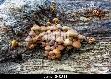 Toadsgabelli che crescono dal lato di un ceppo Foto Stock