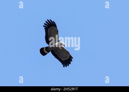 Harrier-Hawk africano (Polyboroides typus) aka Gymnogene con i taloni estesi a desend sulla preda, Capo Occidentale, Sudafrica conosciuto per la sua doppia-articole Foto Stock