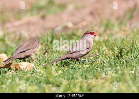 Comune Waxbill o St Helena Waxbill (Estrilda astrild) una piccola struda che foraging per semi su erba in primavera, Western Cape, Sudafrica. Foto Stock