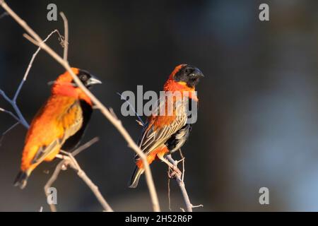 Maschio riproduttore Red Bishop (Euplectes orix) in molt preriproduttore, Robertson, Capo Occidentale, Sudafrica Foto Stock