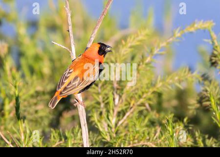 Sud Red Bishop (Euplectes orix) che riproduttrici di maschi con semi in Bill, Breede River, Western Cape, Sudafrica Foto Stock