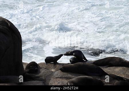 Animali selvatici di mammifero nel loro ambiente naturale. Foto Stock