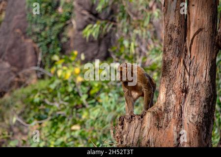 Animali selvatici di mammifero nel loro ambiente naturale. Foto Stock