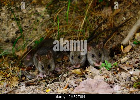 Animali selvatici di mammifero nel loro ambiente naturale. Foto Stock