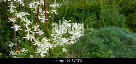 Piccoli fiori bianchi profumati di Clematis recta o Clematis flammula o clematis Manchurian in giardino d'estate closeup. Sfondo naturale fiorito Foto Stock