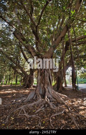 Vista sul Giardino Inglese di Palermo Foto Stock