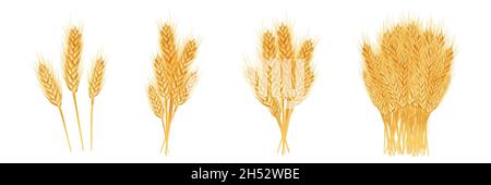 Set di spighe di grano mature, spikelets e grani. Illustrazione Vettoriale