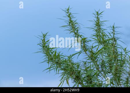 Le cime di un cespuglio di cannabis sativa immatura. Sullo sfondo del cielo blu Foto Stock