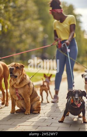 Un gruppo di cani in una passeggiata in una bella giornata nel parco guidato da giovane femmina cane escursionista. Animali domestici, camminatore, servizio Foto Stock
