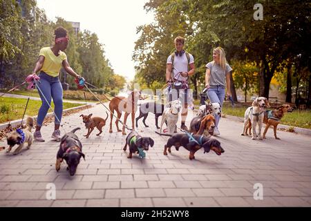 Un gruppo di giovani camminatori di cani si divertono mentre camminano in una bella giornata nel parco con il mazzo di cani al guinzaglio. Animali domestici, escursionisti, servizio Foto Stock