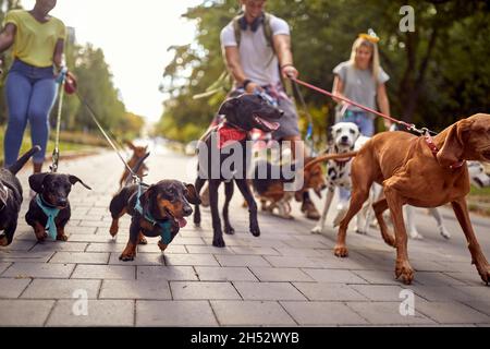 Un mazzo di cani allegri al guinzaglio sulla passeggiata in una bella giornata nel parco con cani a piedi. Animali domestici, escursionisti, servizio Foto Stock