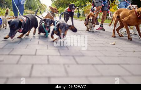 Primo piano di un mazzo di cani al guinzaglio sulla passeggiata in una bella giornata nel parco guidato da cani a piedi. Animali domestici, escursionisti, servizio Foto Stock