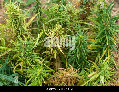 Cime gialle e verdi di cespugli di cannabis. Fiore Foto Stock