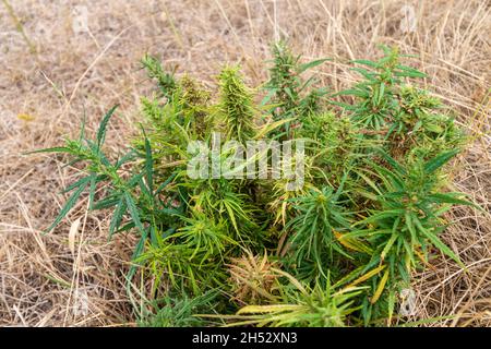 Ci sono molte cime di un cespuglio di cannabis sullo sfondo di erba secca. Vista dall'alto. Foto Stock