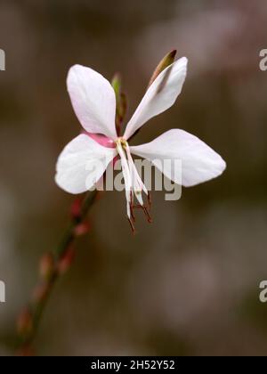 Primo piano di fiori di Oenotera lindheimeri 'Farfalle di vortice' in inizio autunno in un giardino Foto Stock