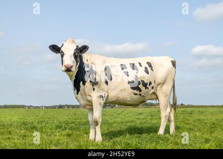 Mucca bianca e nera, in piedi su erba verde in estate in un pascolo nei Paesi Bassi, e un cielo blu. Foto Stock