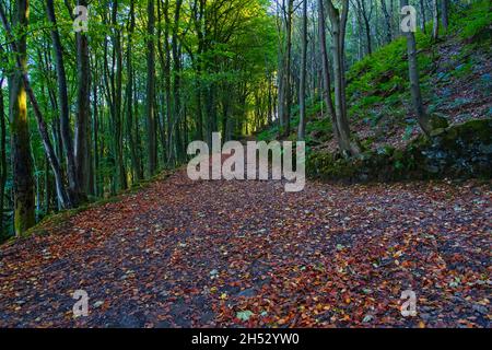 La linea ferroviaria di cava in disuso si snoda su una ripida pendenza sull'High Peak Trail vicino a Cromford, Derbyshire. Foto Stock